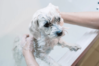 Yavru Maltese Terrier Köpekler Ne Zaman Yıkanır?