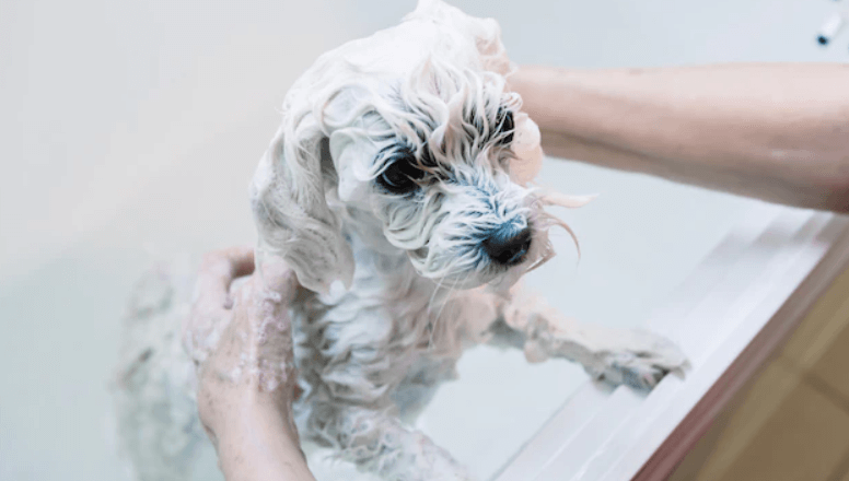  Yavru Maltese Terrier Köpekler Ne Zaman Yıkanır?