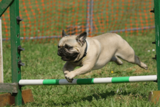 Pug Eğitimi Nasıl Verilmeli