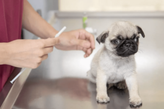 Pug Köpeği Aşı Takvimi Detayları