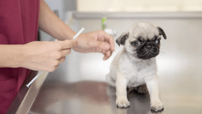 Pug Köpeği Aşı Takvimi Detayları