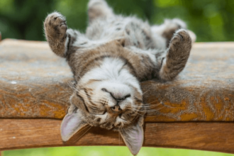 Yavru Kediler Neden Sürekli Uyur?