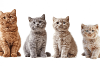 British Shorthair Kedileri Kaç Yıl Yaşar?