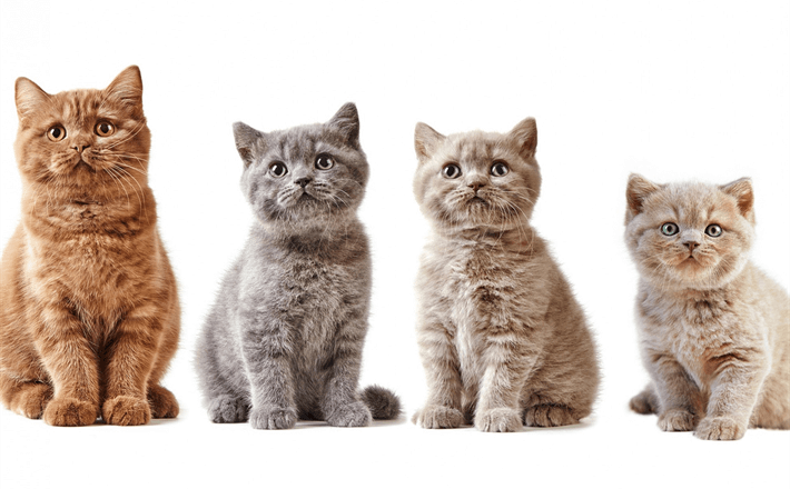 British Shorthair Kedileri Kaç Yıl Yaşar?