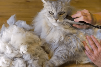 Kediler Tıraş Edilmeli mi?
