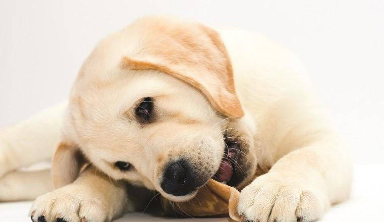  En İyi Köpek Eğitim Ürünleri