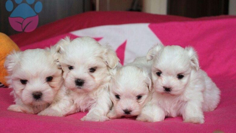  Maltese Terrier Çiftleşme Dönemi