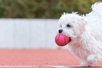 Maltese Terrier Köpek Nasıl Eğitilir?