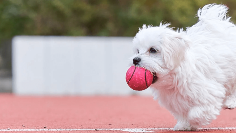  Maltese Terrier Köpek Nasıl Eğitilir?