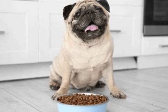 Pug Irkı Köpeklerin Beslenmesi Nasıl Olmalıdır?