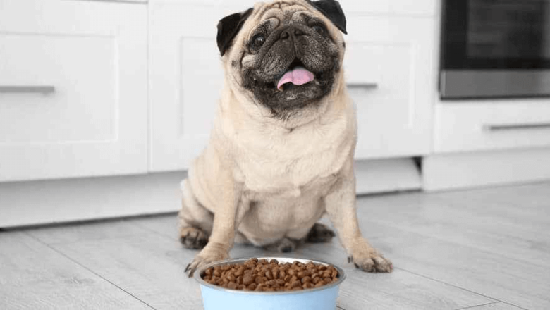  Pug Irkı Köpeklerin Beslenmesi Nasıl Olmalıdır?