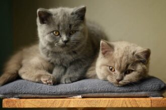 British Shorthair Kediler Kaç Aylıkken Çiftleşir?