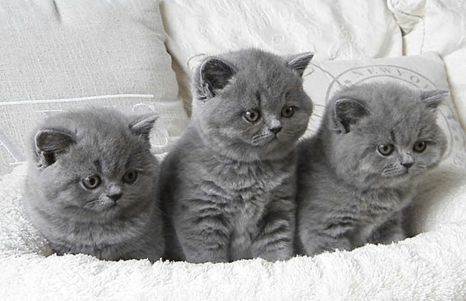  Sakinleştirici Spreyler Kullanmak British Shorthair Kediler İçin Etkili midir?