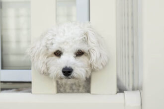 Maltese Terrier Köpeklerde Depresyon