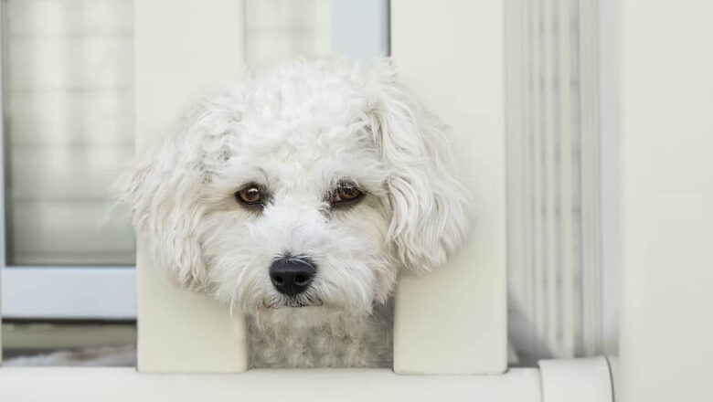  Maltese Terrier Köpeklerde Depresyon