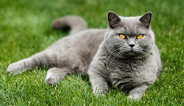  British Shorthair Kedilerin Kilo Çizelgesi: Kaç Kilo Olmalı?