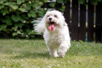 Maltese Terrier Özellikleri ve Karakterleri