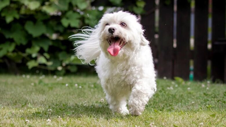  Maltese Terrier Özellikleri ve Karakterleri