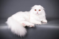 Scottish Fold Beyaz Kediler Nasıl Beslenir