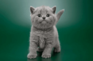 British Shorthair Nasıl Eğitilir