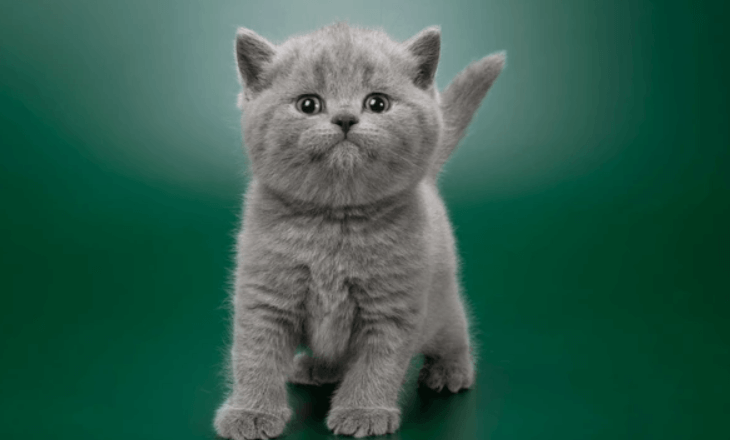  British Shorthair Nasıl Eğitilir