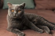 British Shorthair Evde Yalnız Kalabilir mi