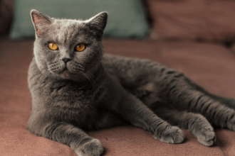 British Shorthair Evde Yalnız Kalabilir mi