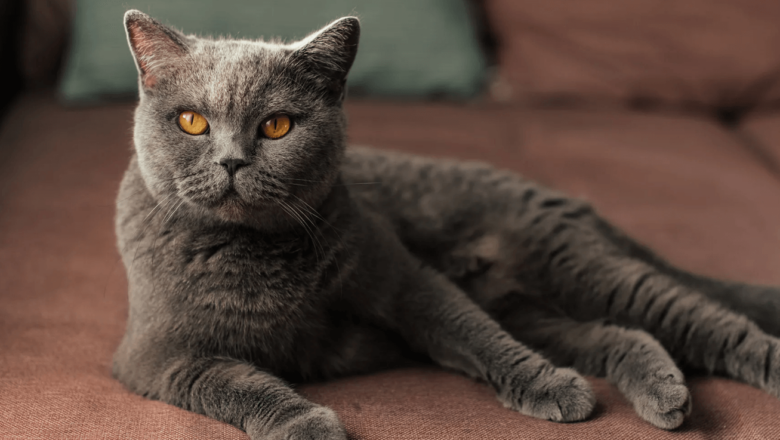  British Shorthair Evde Yalnız Kalabilir mi