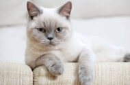 British Shorthair Kedileri Nasıl Beslenir?