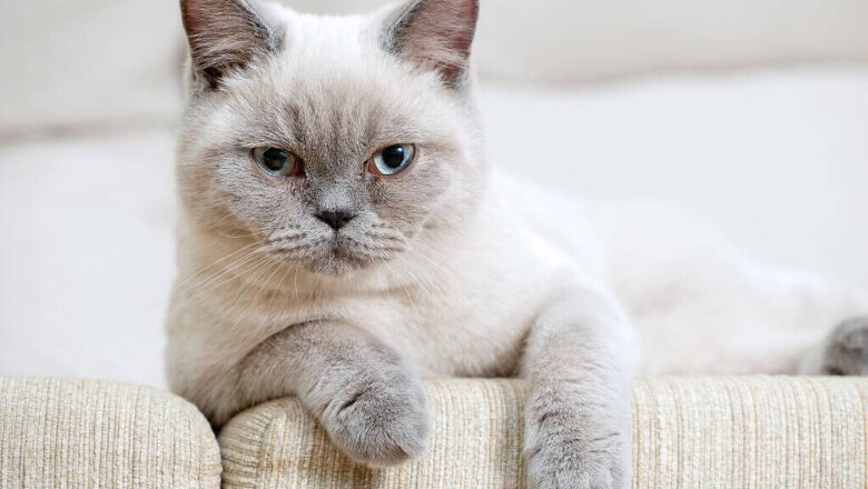  British Shorthair Kedileri Nasıl Beslenir?