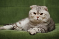 Scottish Fold Kedilerini Diğer Kedilerden Ayıran Özellikleri