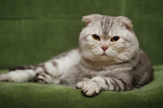 Scottish Fold Kedilerini Diğer Kedilerden Ayıran Özellikleri