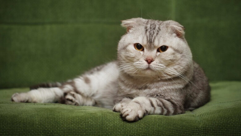  Scottish Fold Kedilerini Diğer Kedilerden Ayıran Özellikleri