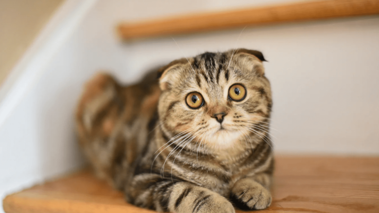  Scottish Fold Irkı Hangi Kedilerin Çiftleşmesiyle Ortaya Çıkmıştır