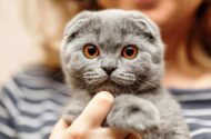 Scottish Fold Kedilerin En Belirgin Özellikleri