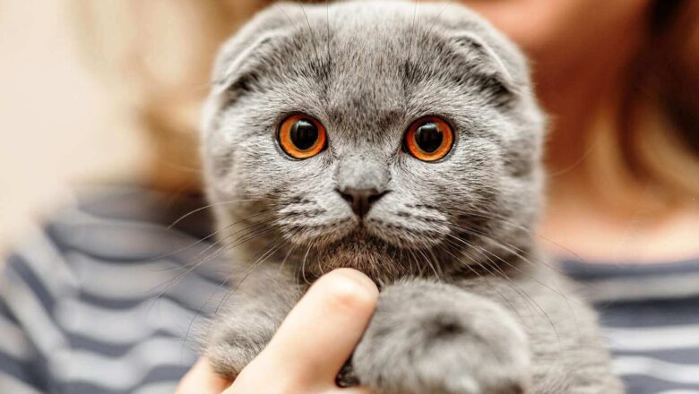  Scottish Fold Kedilerin En Belirgin Özellikleri