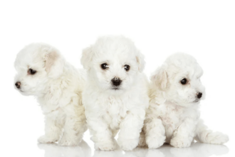 Maltese Terrier Özellikleri ve Karakterleri