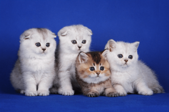 Scottish Fold Kedilerin Cinsleri Nelerdir