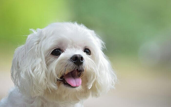  Maltese Terrier Köpek Fiyatları 2024