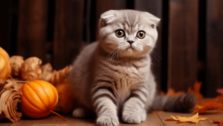  Scottish Fold Kediler Enerjik mi?