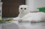 Scottish Fold Beyaz Kediler Nasıl Eğitilir