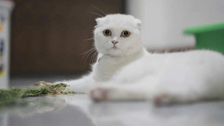  Scottish Fold Beyaz Kediler Nasıl Eğitilir