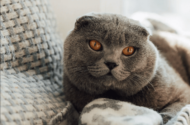 Scottish Fold Kedileri ve Sahipleri Arasındaki Bağ Nasıldır?