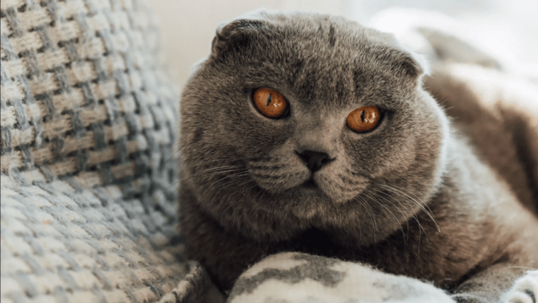  Scottish Fold Kedilerinin Eğitimi Nasıl Olmalıdır?