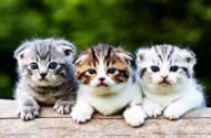 Scottish Fold Yavru Kediler Sahibine Bağlanır mı