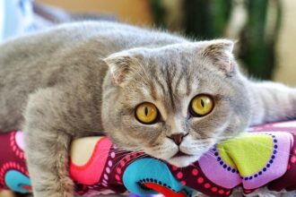 Scottish Fold Kedi Cinsleri Nelerdir