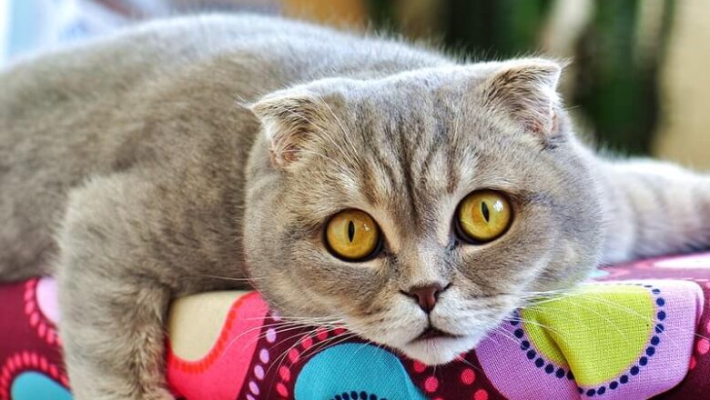  Scottish Fold Kedi Cinsleri Nelerdir