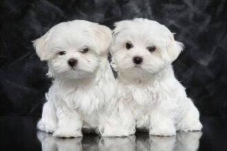 Maltese Terrier Diğer Köpeklerle Anlaşır Mı?