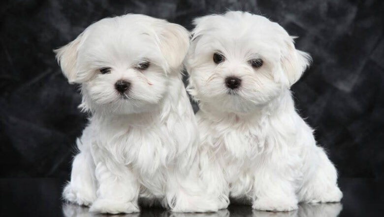  Maltese Terrier Diğer Köpeklerle Anlaşır Mı?