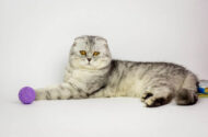 Scottish Fold Kedilerinin Renkleri Nelerdir?